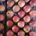 Qualidade superior de maçã Qinguan fresca
